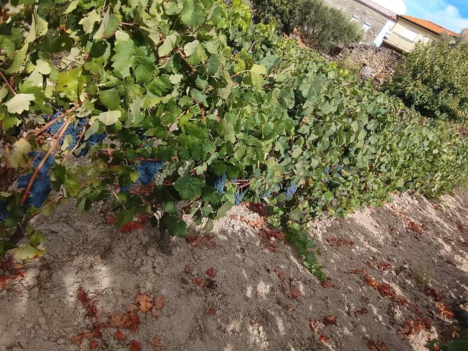 Vendo uvas com boa qualidade