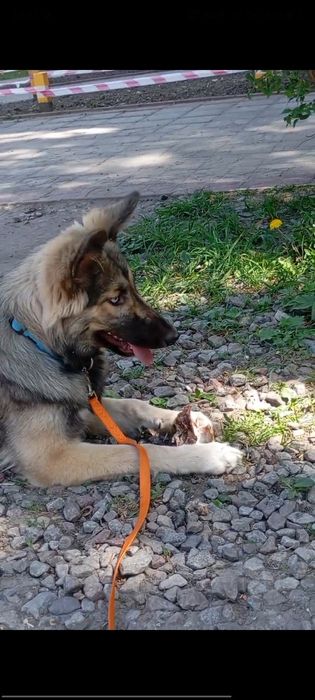 Шукаємо для собачки люблячу сім'ю