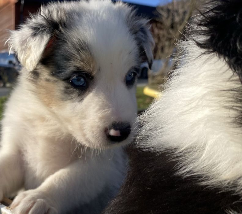 Border collie szczeniaki blue merle