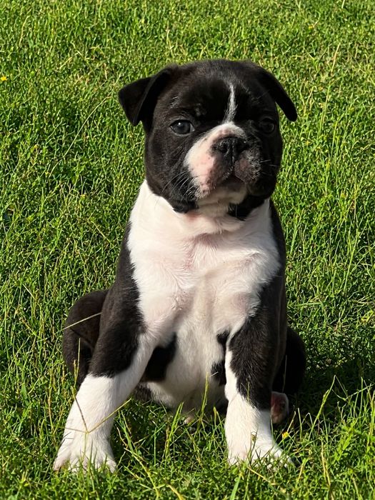 Cachorro Boston Terrier