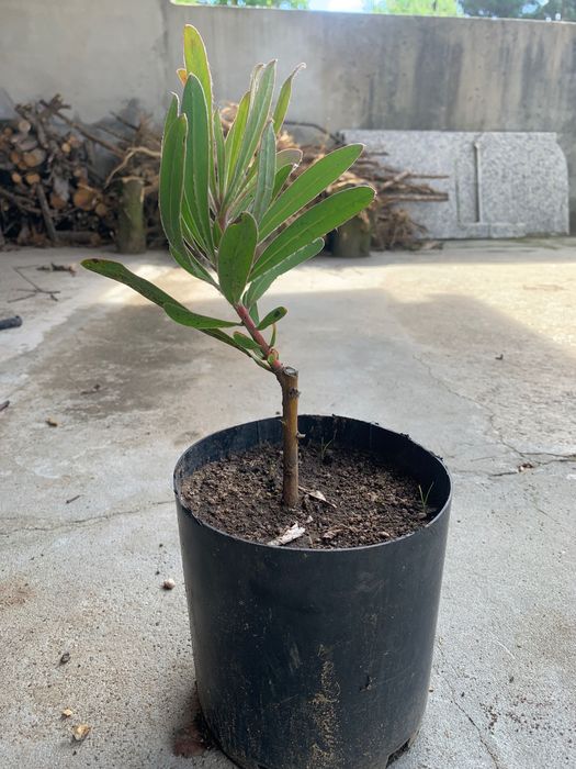 Vasos de proteína cor de rosa
