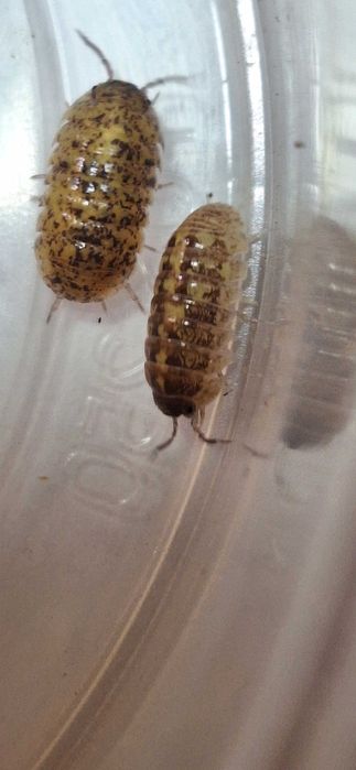 Armadillidium badium