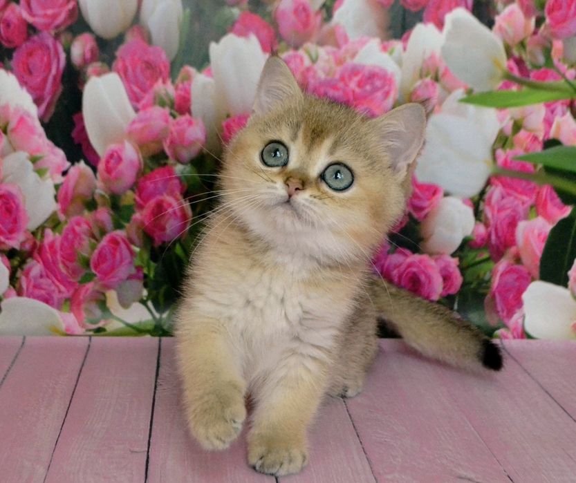 Гарний яскравий золотий шиншила