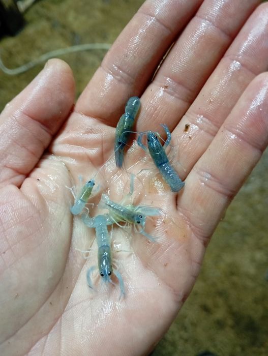 Австралійський рак