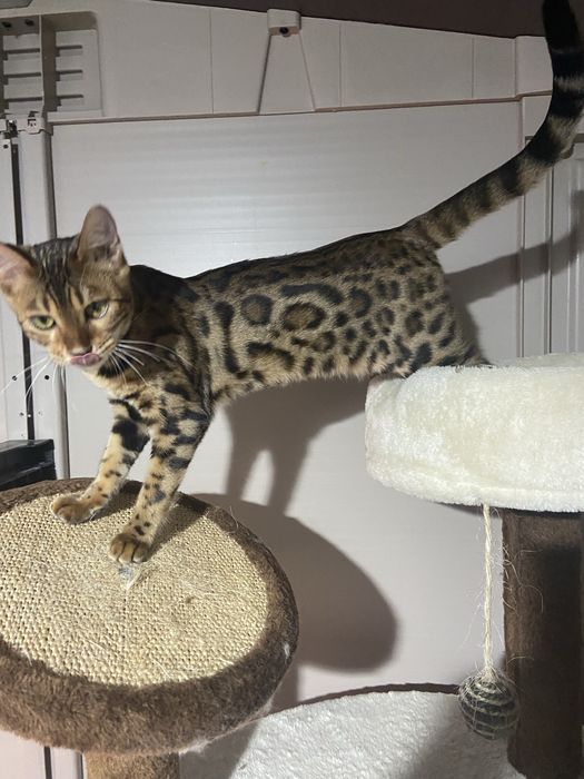 Gata bengal brown