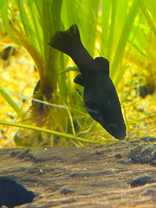 Sprzedam Molinezje Black Molly