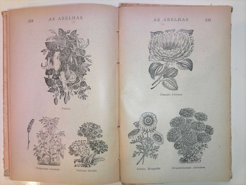 As Abelhas de Eduardo Sequeira