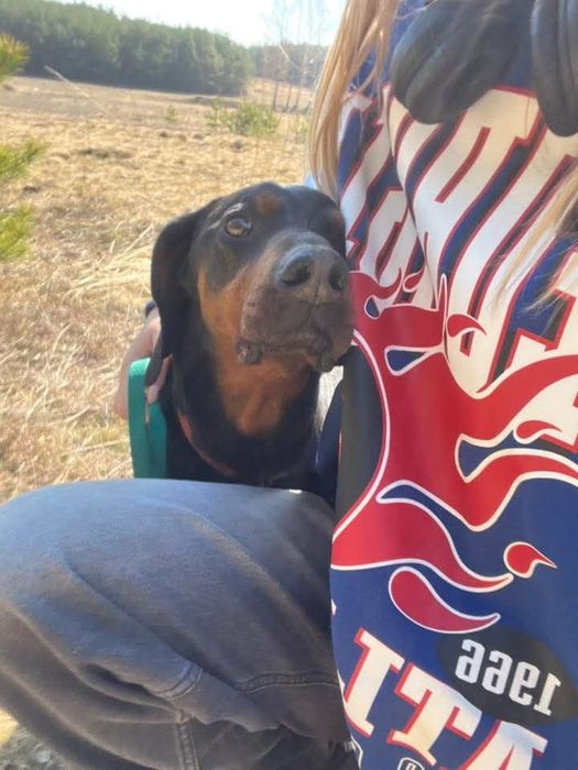 Amigo- Gończy Polski szuka nowego domu