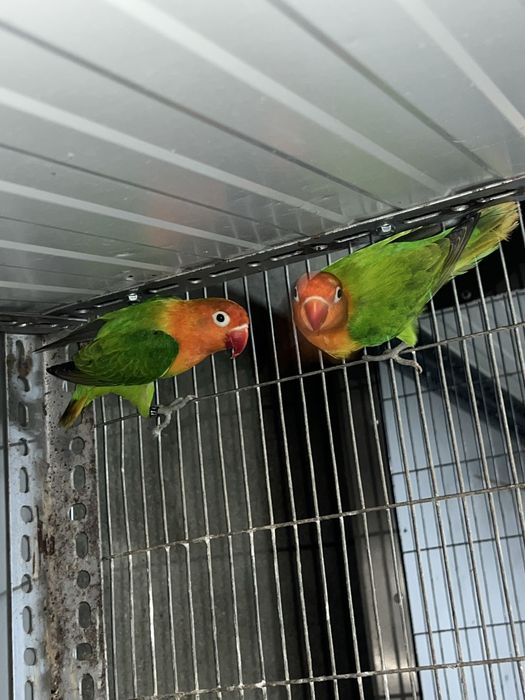 Casal  Fischers de 2025