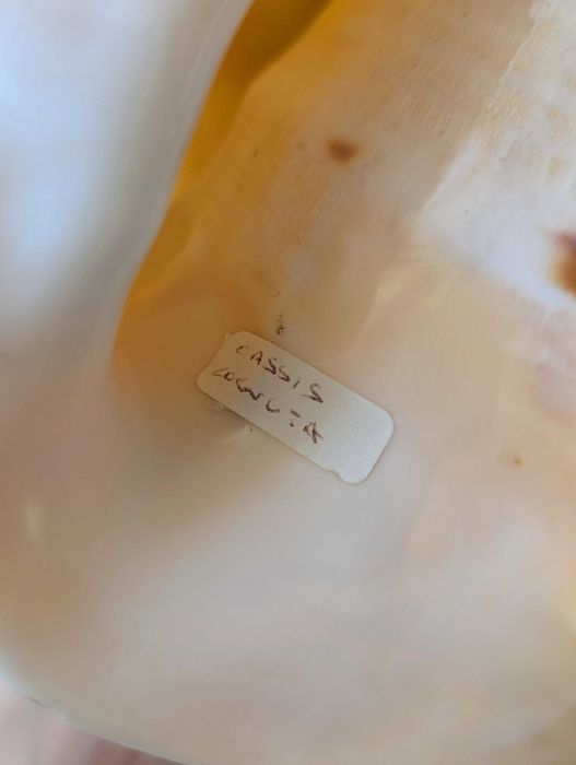 Duża muszla Cassis cornuta