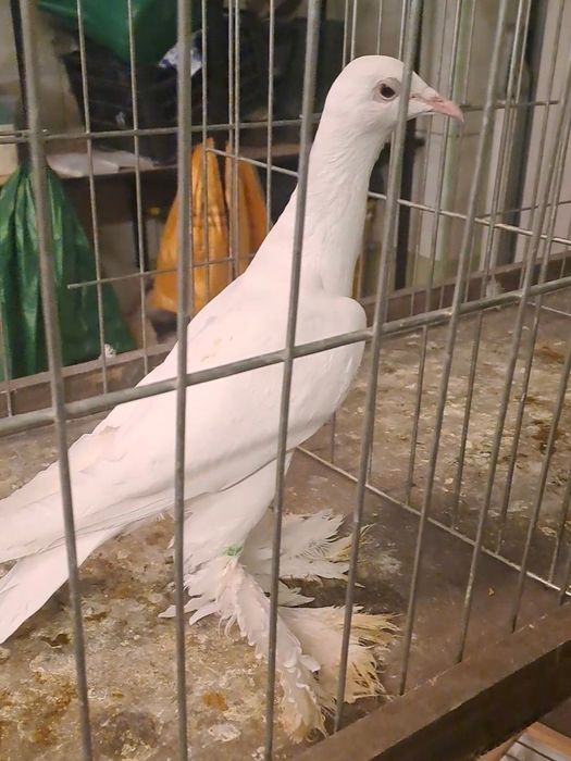 Bocian dolnośląski