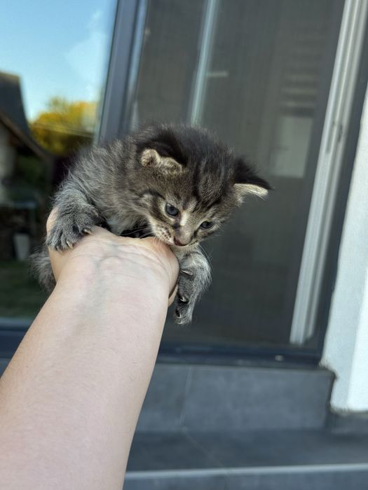Віддам кошенят в хороші руки