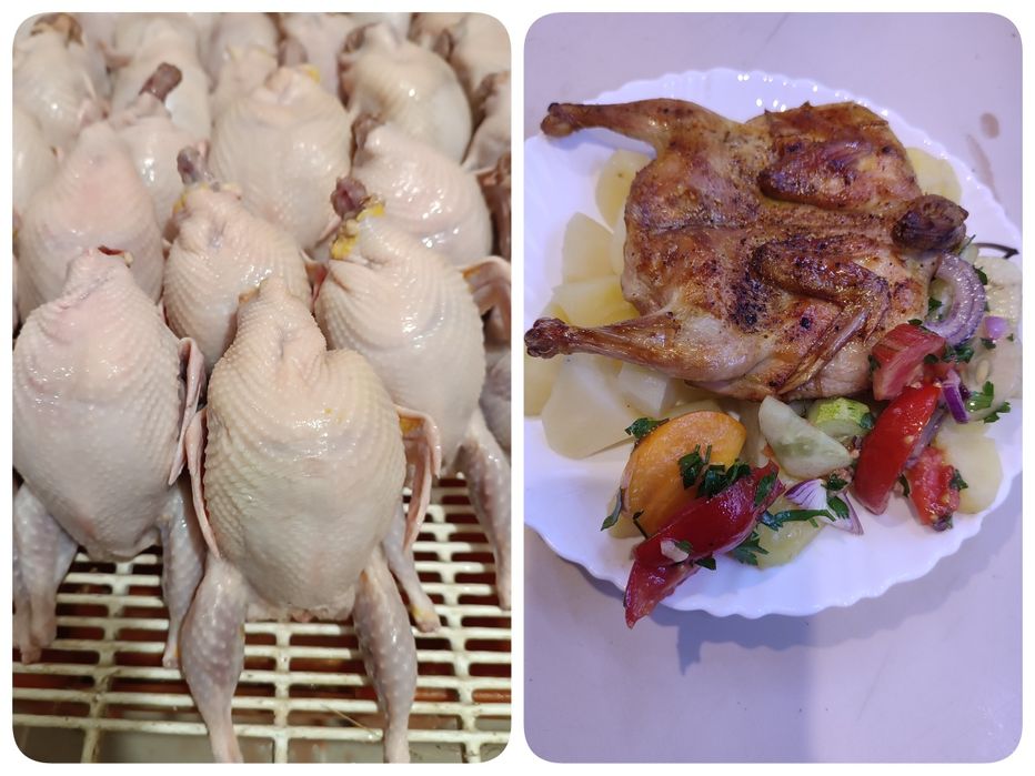 Инкубационное яйцо породы Техас