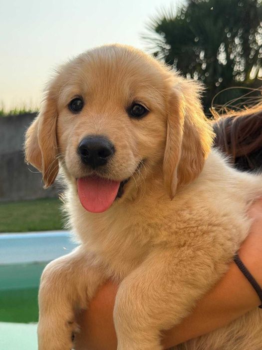 Golden Retriever