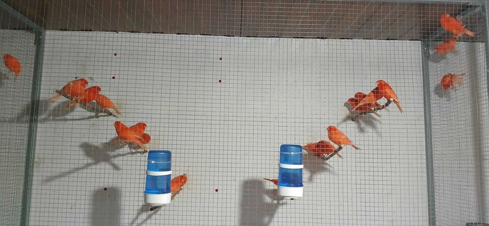 Canários Vermelhos Intensos e Nevados