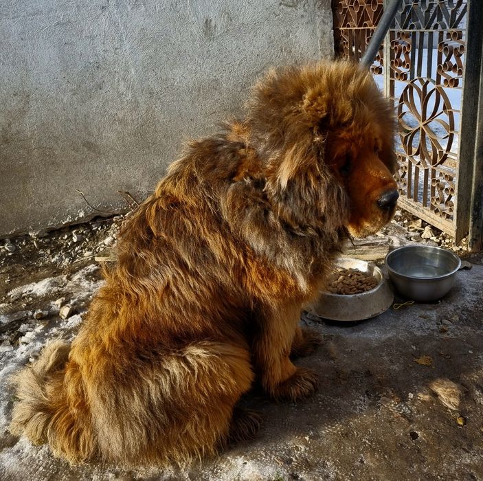 Тибетський мастиф  Чистокровний китаєць!!