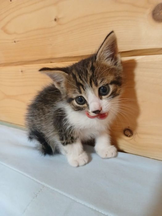 Віддаю котиків в хороші руки