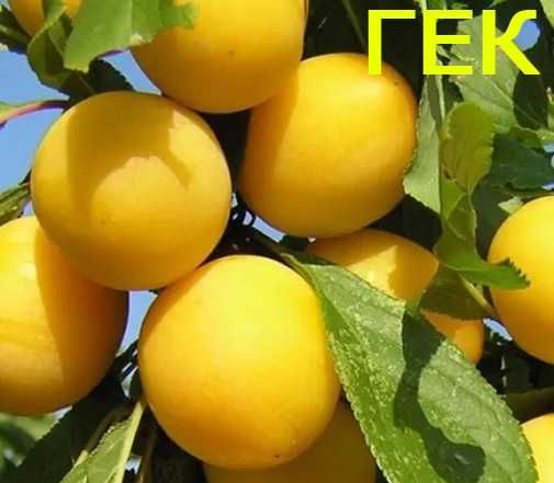 Алича диплоїдна саджанці опт та роздріб