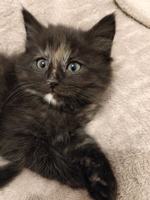 Кошенята, котики