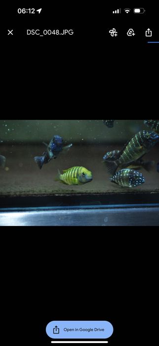 Tropheus Kalemie f1, ciclideos africanos, lago tanganyika