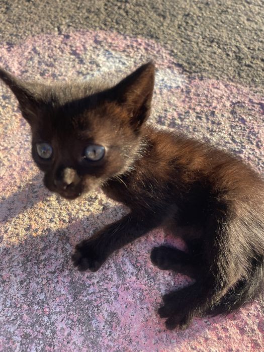 Oferta de gatinhas para adoção