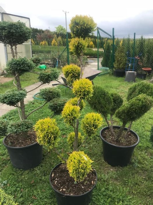 BONSAI Tuja 4Ever Gold