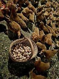 KURY NIOSKI  z własnej hodowli ! Messa Dominant i inne ! TRANSPORT !