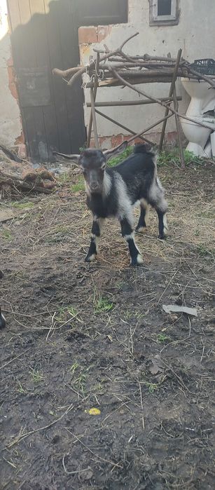 Козенята продам