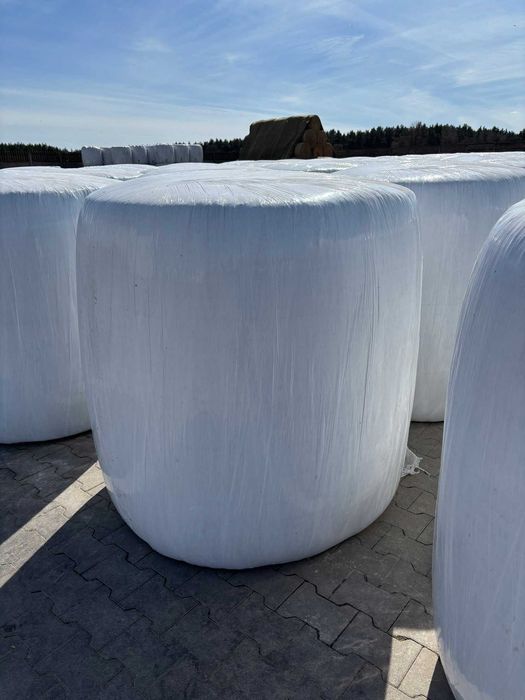 Kiszonka z kukurydzy Bele, kukurydza w belach