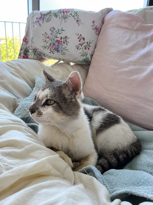 CASTRADO | Gato jovem e meigo disponível para Adoção Responsável