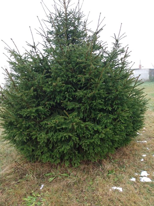 Choinka świerk duza piekna