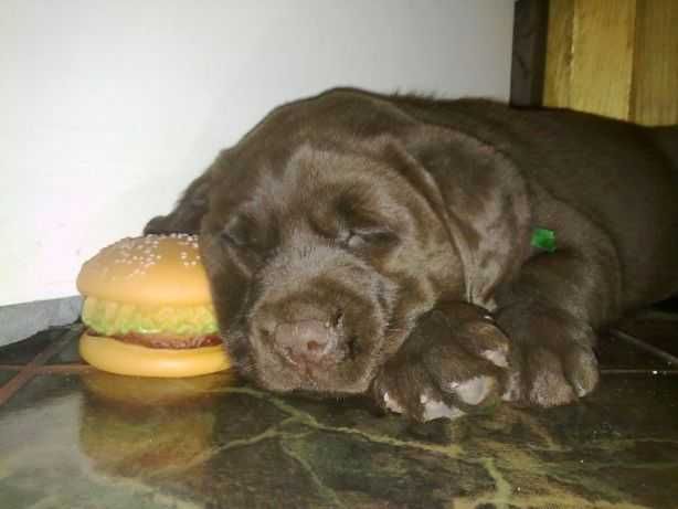 Labrador Retriever szczenie z rodowodem ZKwP, FCI Badania Genetyczne