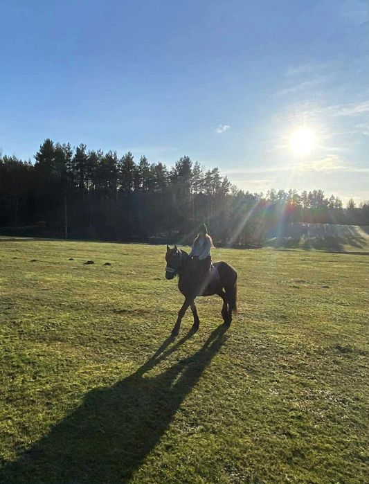 Jazdy konne w terenie