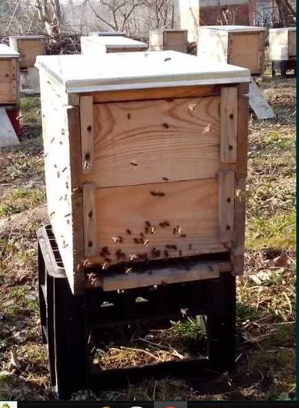 Продам Пасіку .  Бджолосім'ї з вуликами.  Бджолопакети з вуликами.