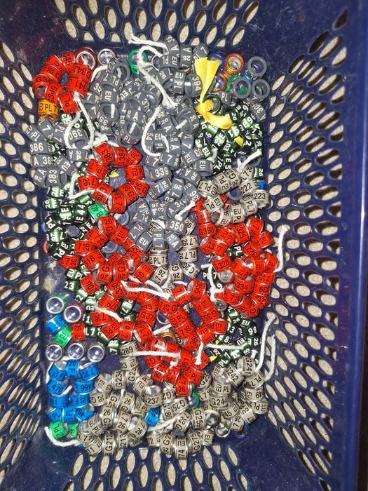 Obrączki dla gołębi ozdobnych , pocztowych różne rozmiary 2025r