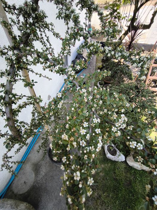 Quataniaster em vaso