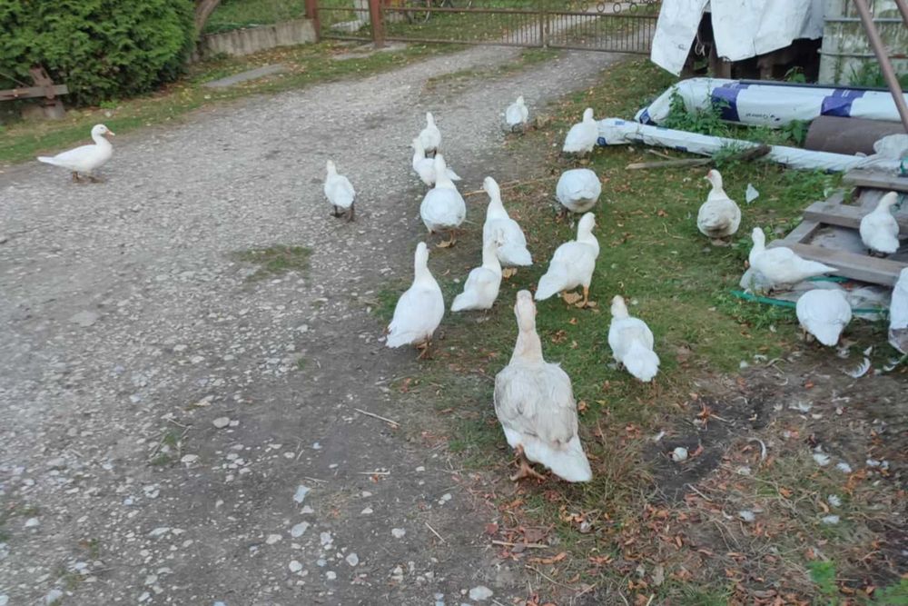 Kaczki sprzedam z tego roku
