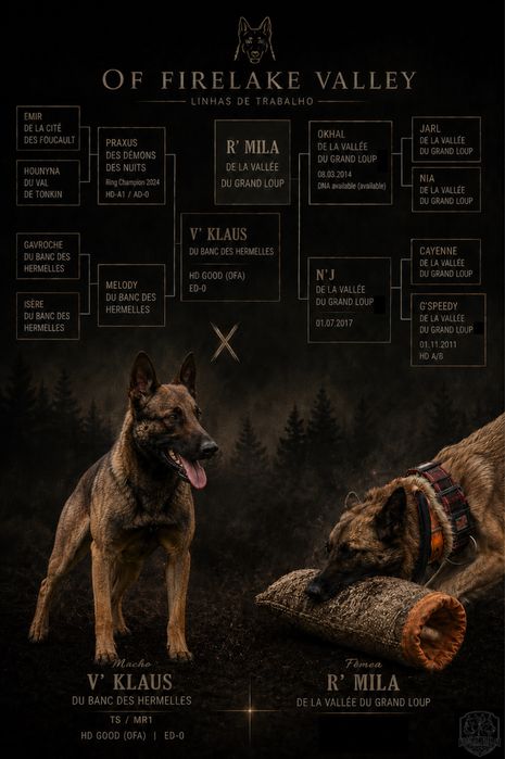 Pastor Belga Malinois