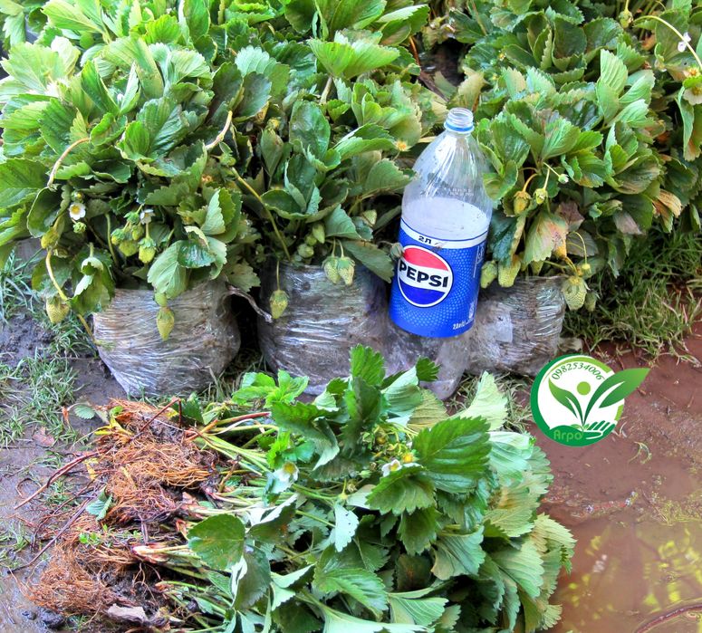 Полуниця копана і в стаканах, та горшках для дому сорт Загадка