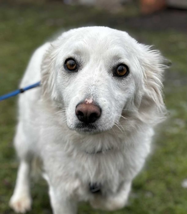 Piękna lękliwa sunieczka potrzebuje domu