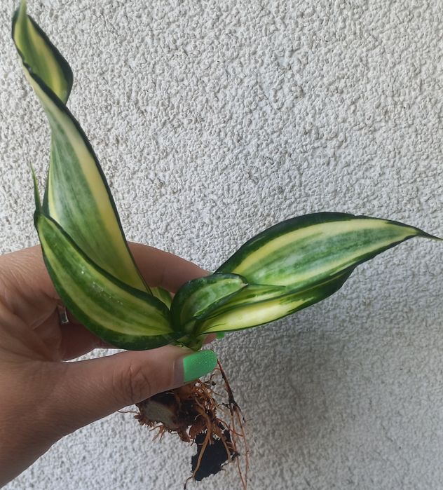 Sansevieria Spiral Star