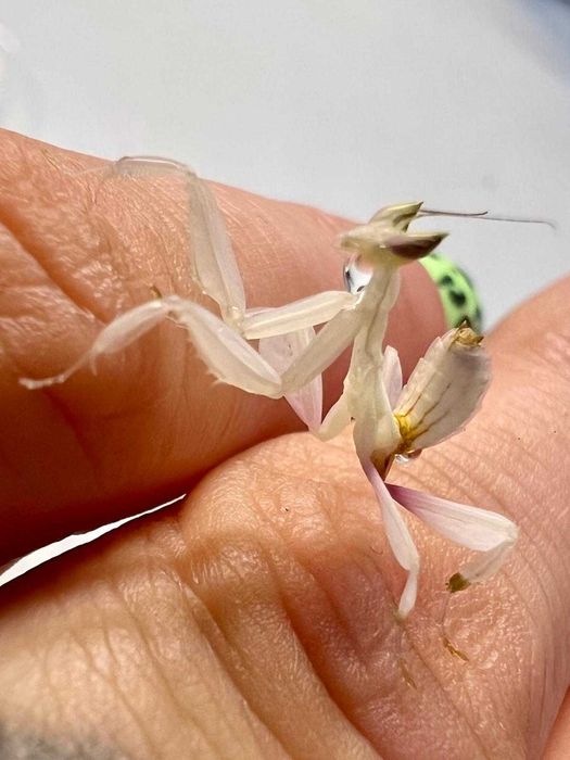 Modliszka storczykowa Hymenopus coronatus L2/3