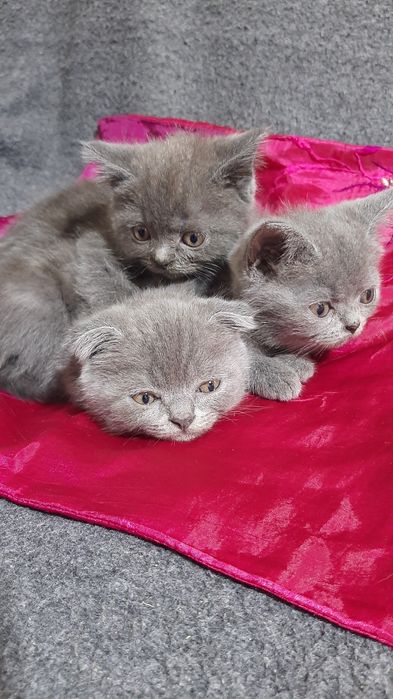Продаются котята