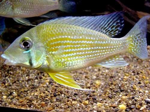 Ziemiojad Geophagus taeniopareius