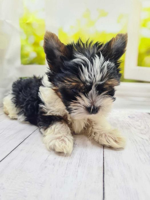 Бівер йорки малюки клубні.Породні дані на висоті