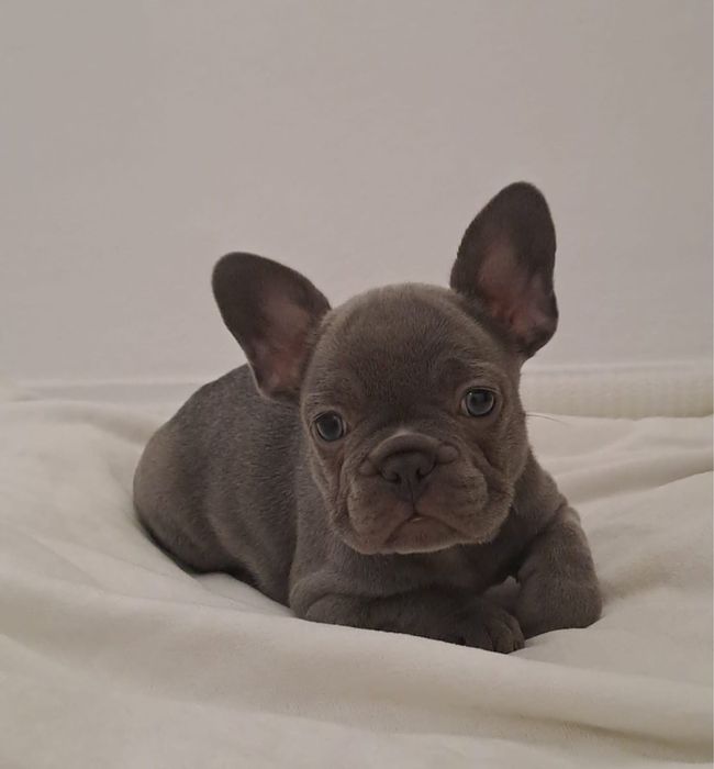 Menina BulldogFrances