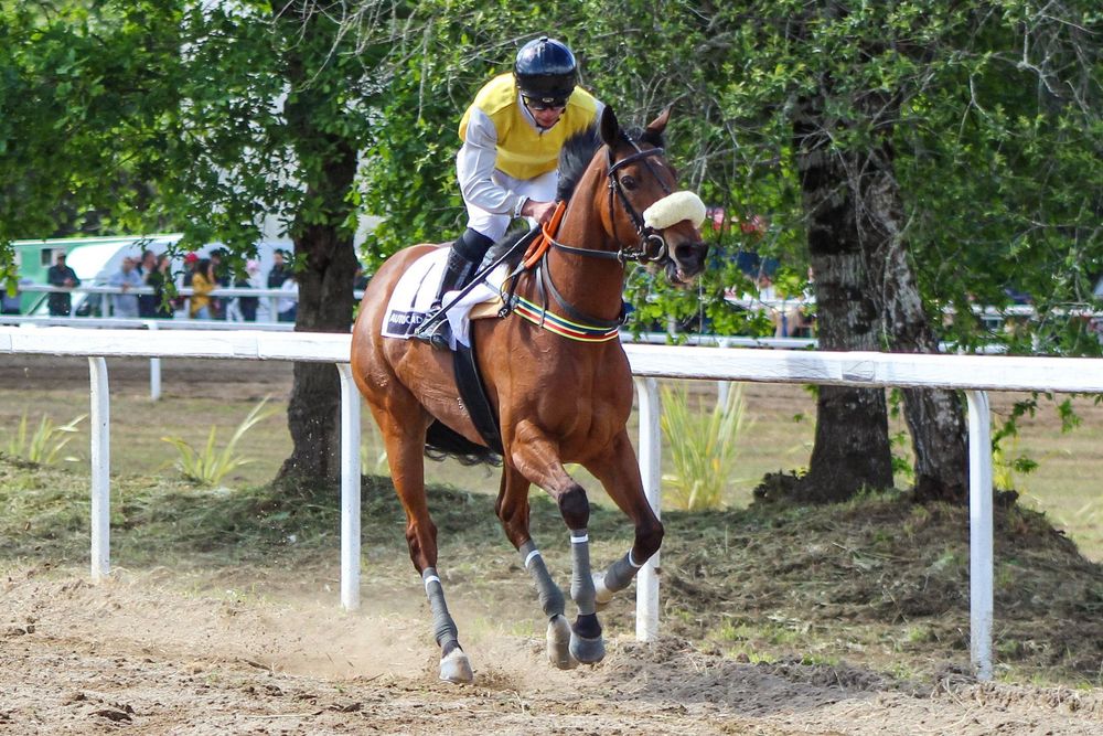 Cavalo psi macho