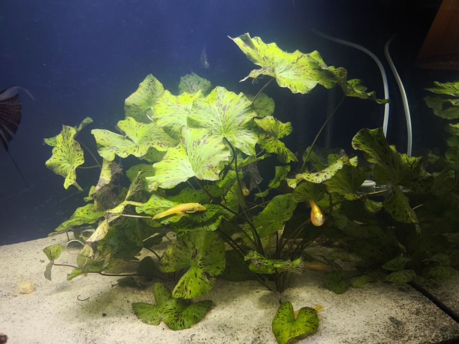 Lotos tygrysi (Nymphaea)