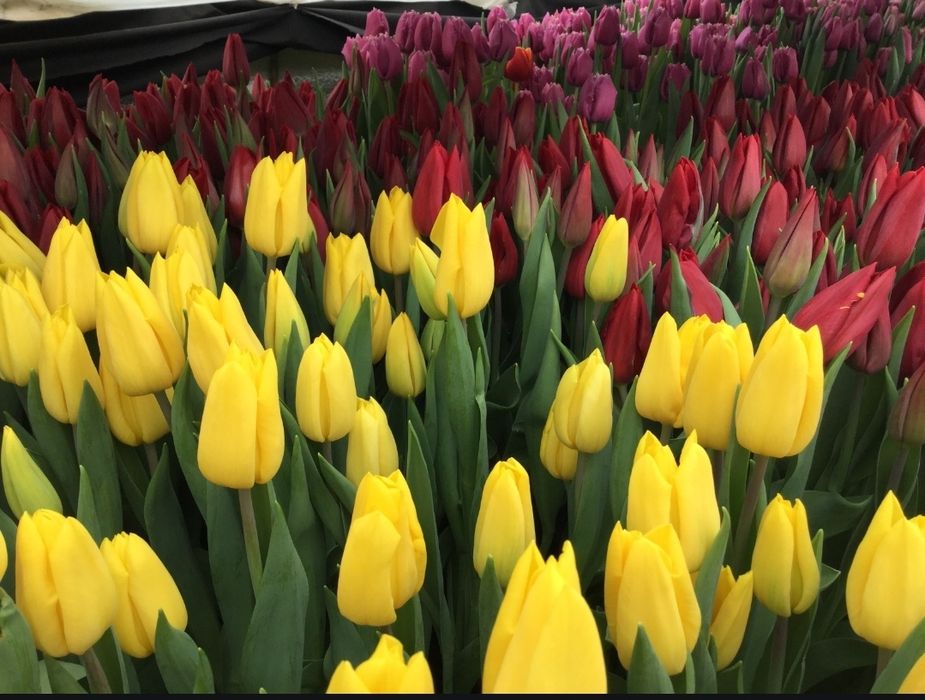 Тюльпани оптом/ зріз тюльпанів Вінниця/ тюльпан опт