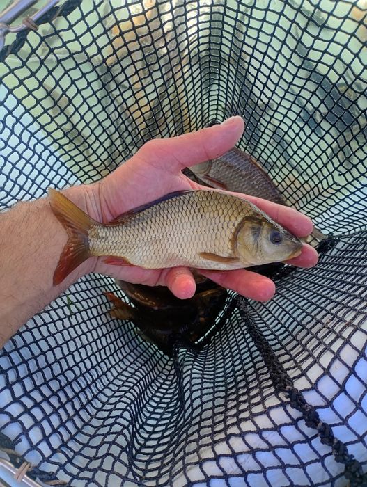 Karp pełnołuski. Lin ,Amur ,Tołyga , Jesiotr .
